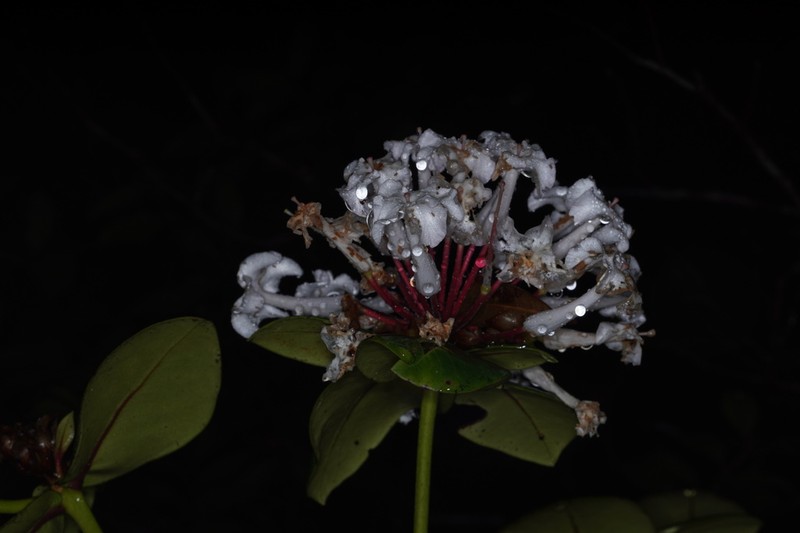 Rhododendron suaveolens photo 7