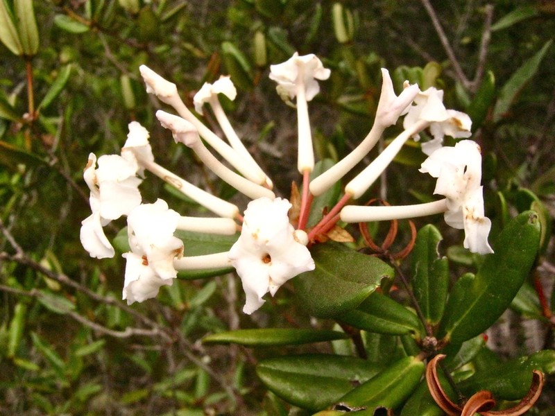 Rhododendron suaveolens photo 8