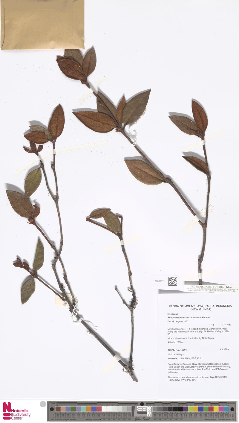 Rhododendron subcrenulatum
