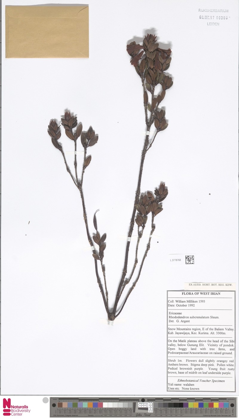 Rhododendron subcrenulatum photo 2