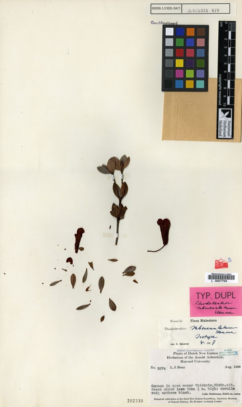 Rhododendron subcrenulatum photo 3
