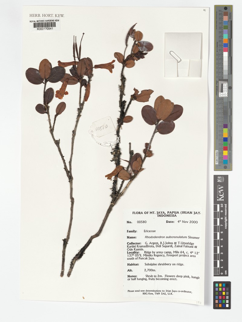 Rhododendron subcrenulatum photo 4