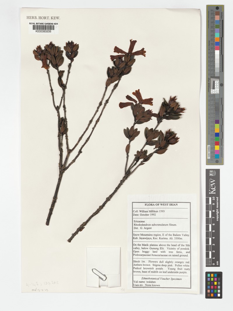 Rhododendron subcrenulatum photo 6