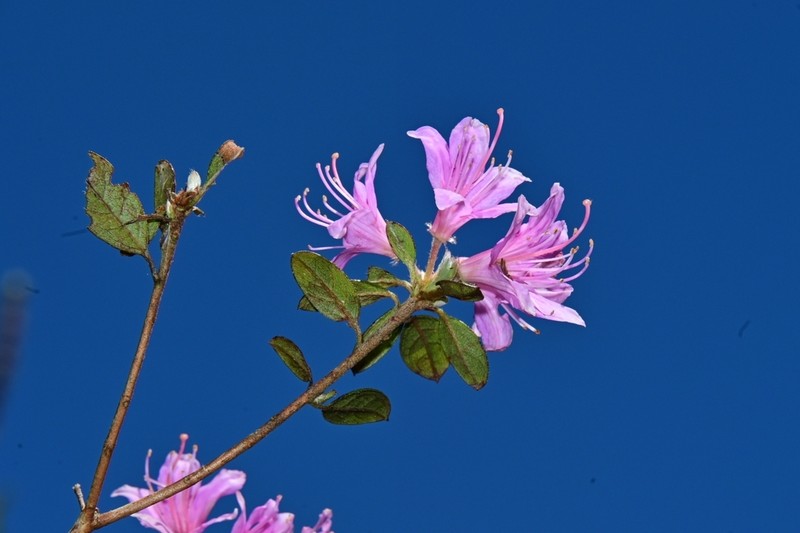 Rhododendron subsessile