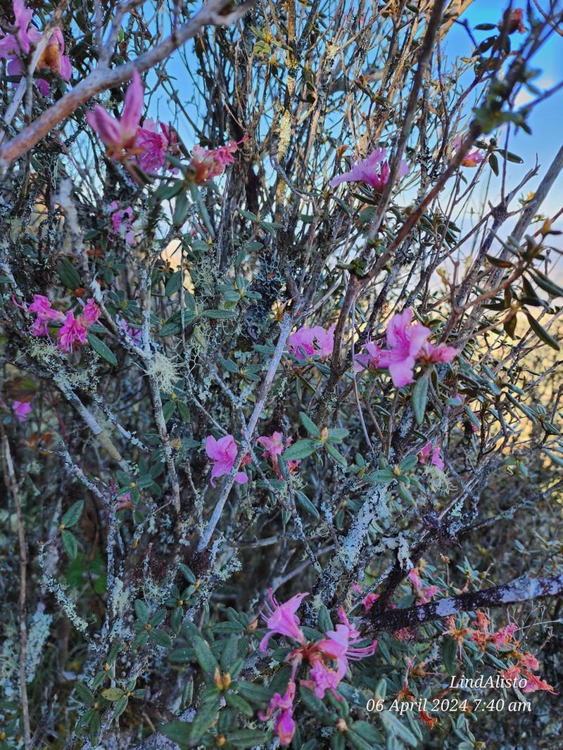 Rhododendron subsessile photo 2
