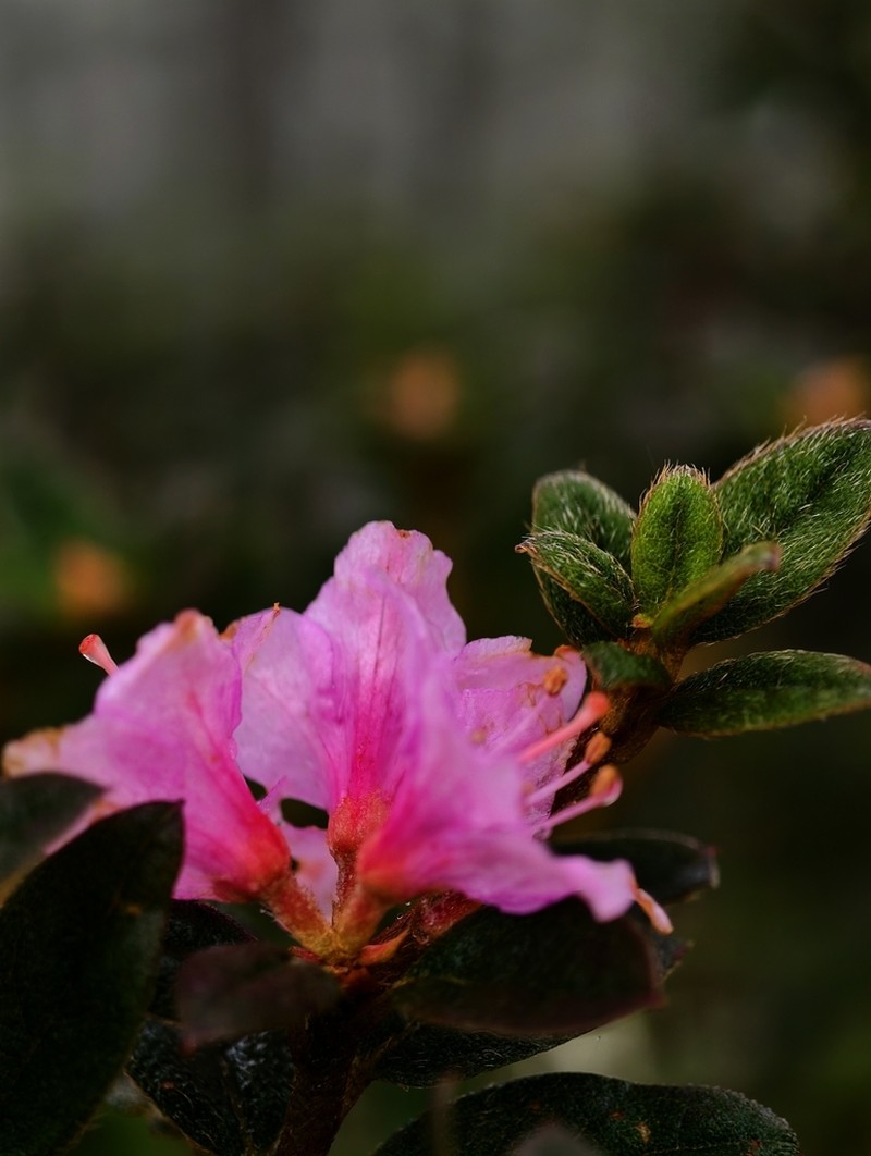 Rhododendron subsessile photo 3