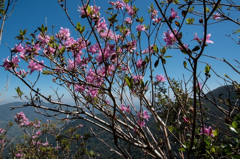Rhododendron subsessile photo 4