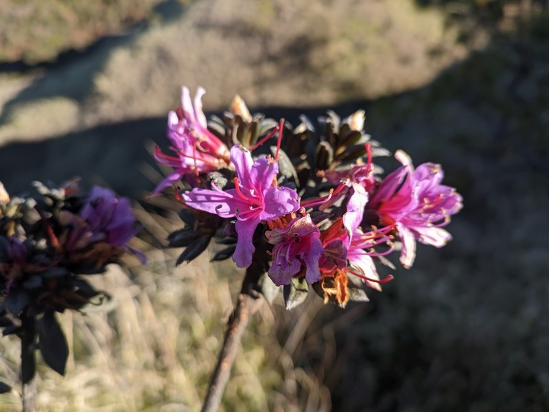 Rhododendron subsessile photo 5