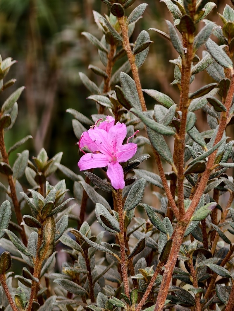 Rhododendron subsessile photo 6