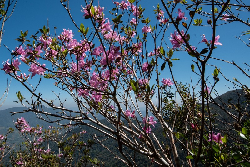Rhododendron subsessile photo 7