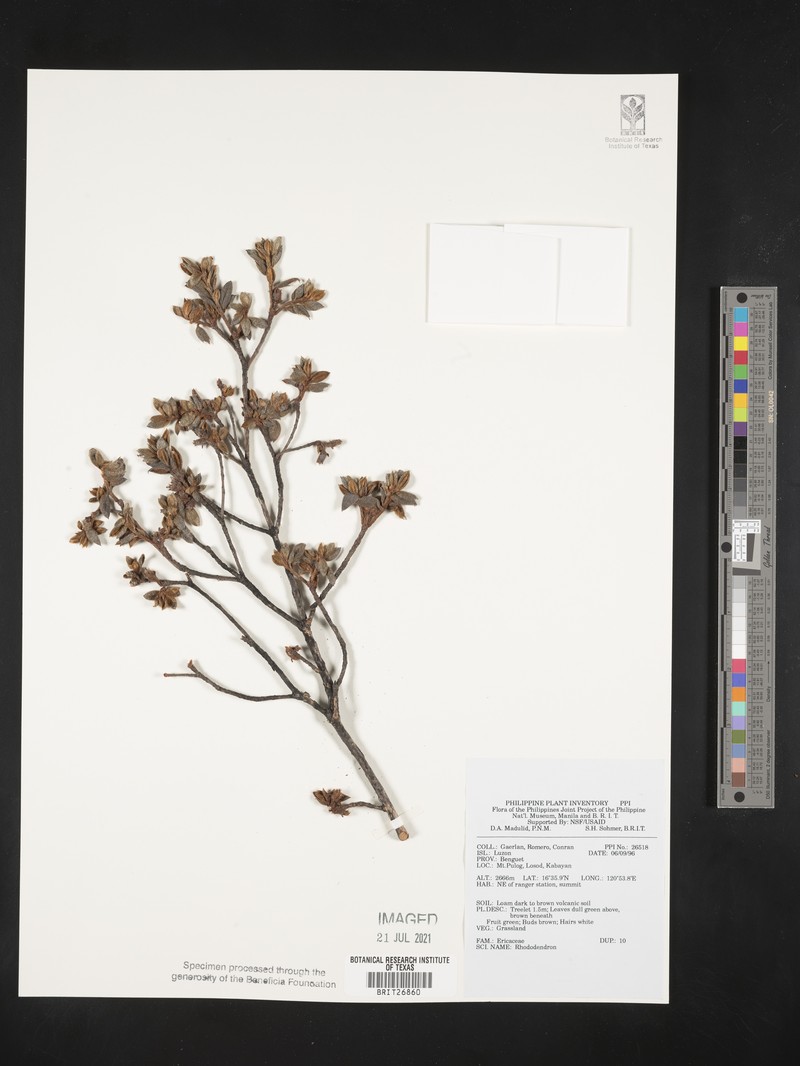 Rhododendron subsessile photo 8