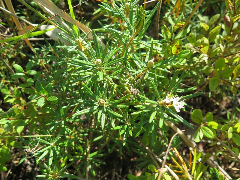Rhododendron subulatum photo 5