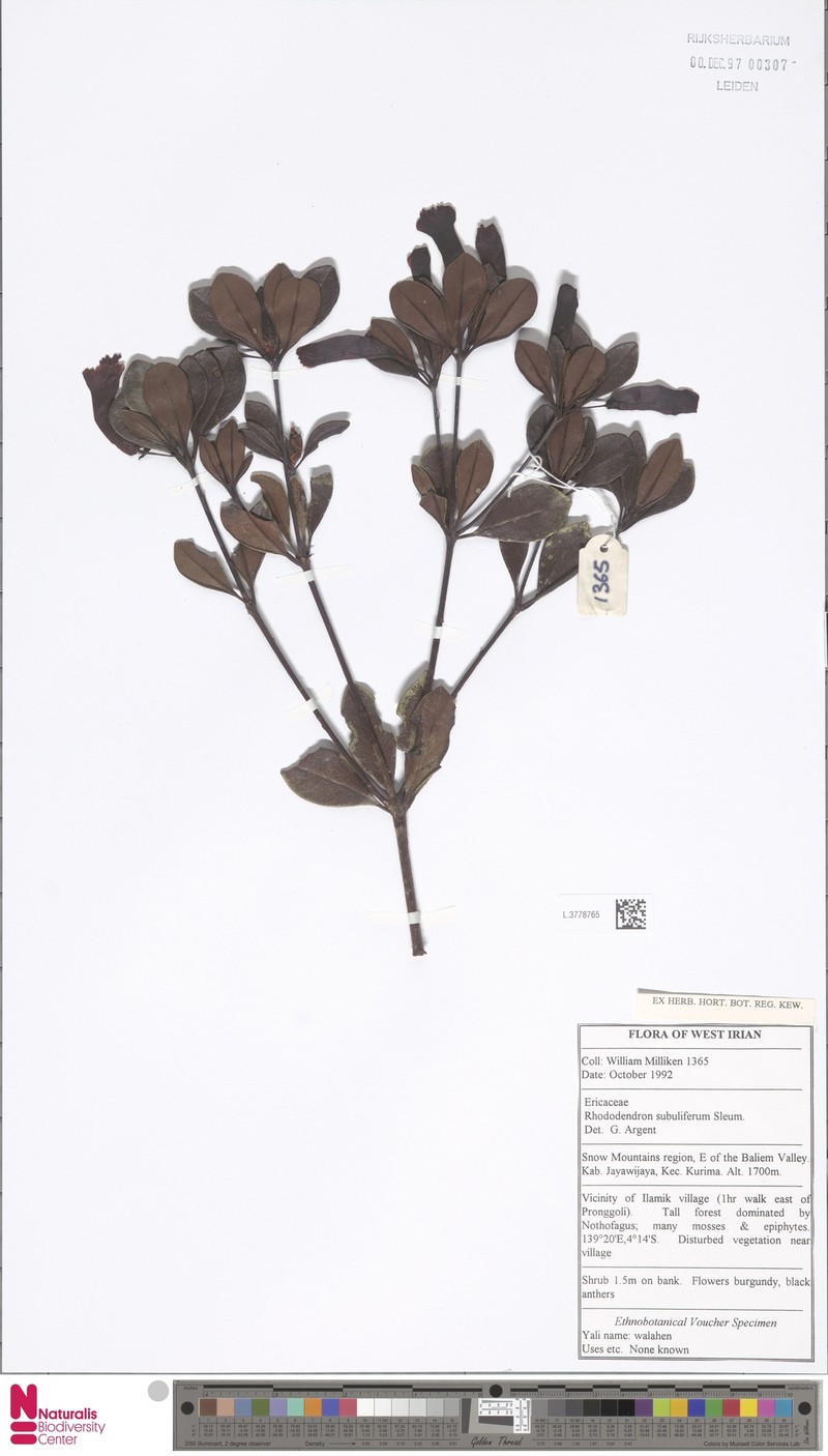 Rhododendron subuliferum