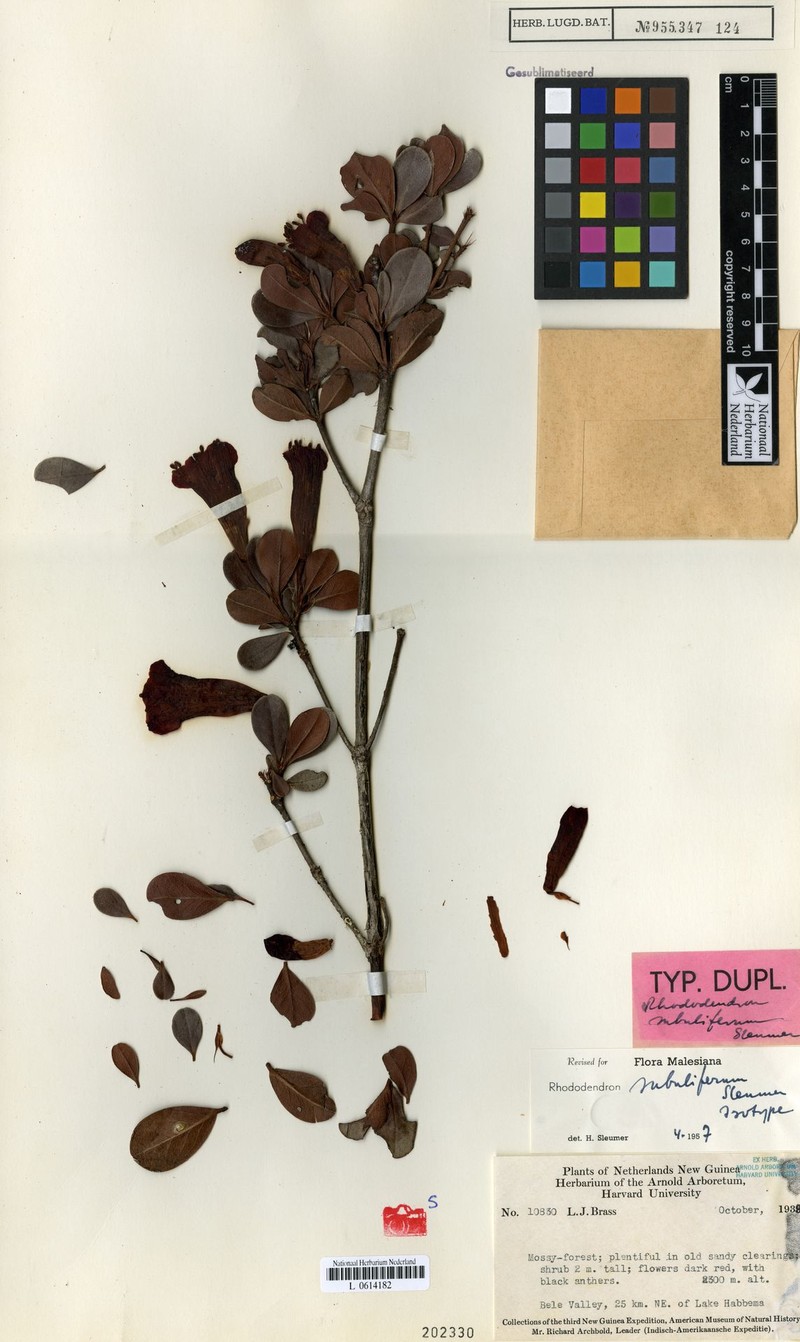 Rhododendron subuliferum photo 2