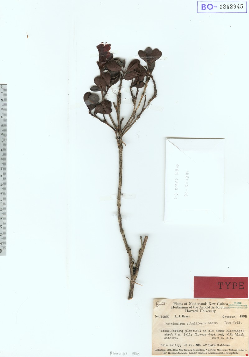 Rhododendron subuliferum photo 3