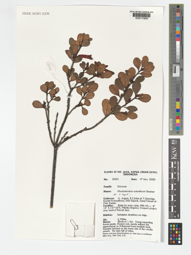 Rhododendron subuliferum photo 4