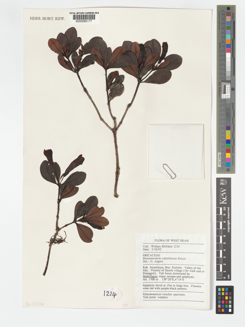 Rhododendron subuliferum photo 5