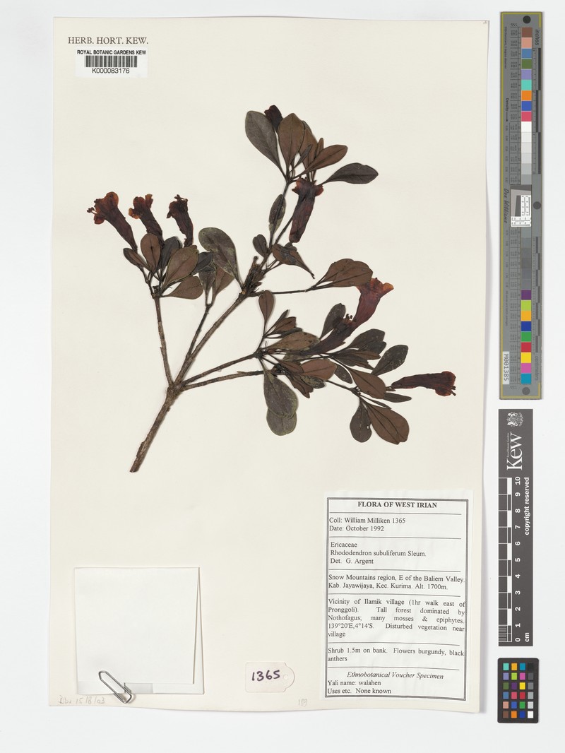 Rhododendron subuliferum photo 6