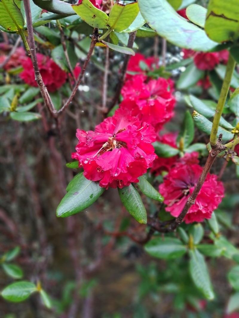 Rhododendron succothii photo 2