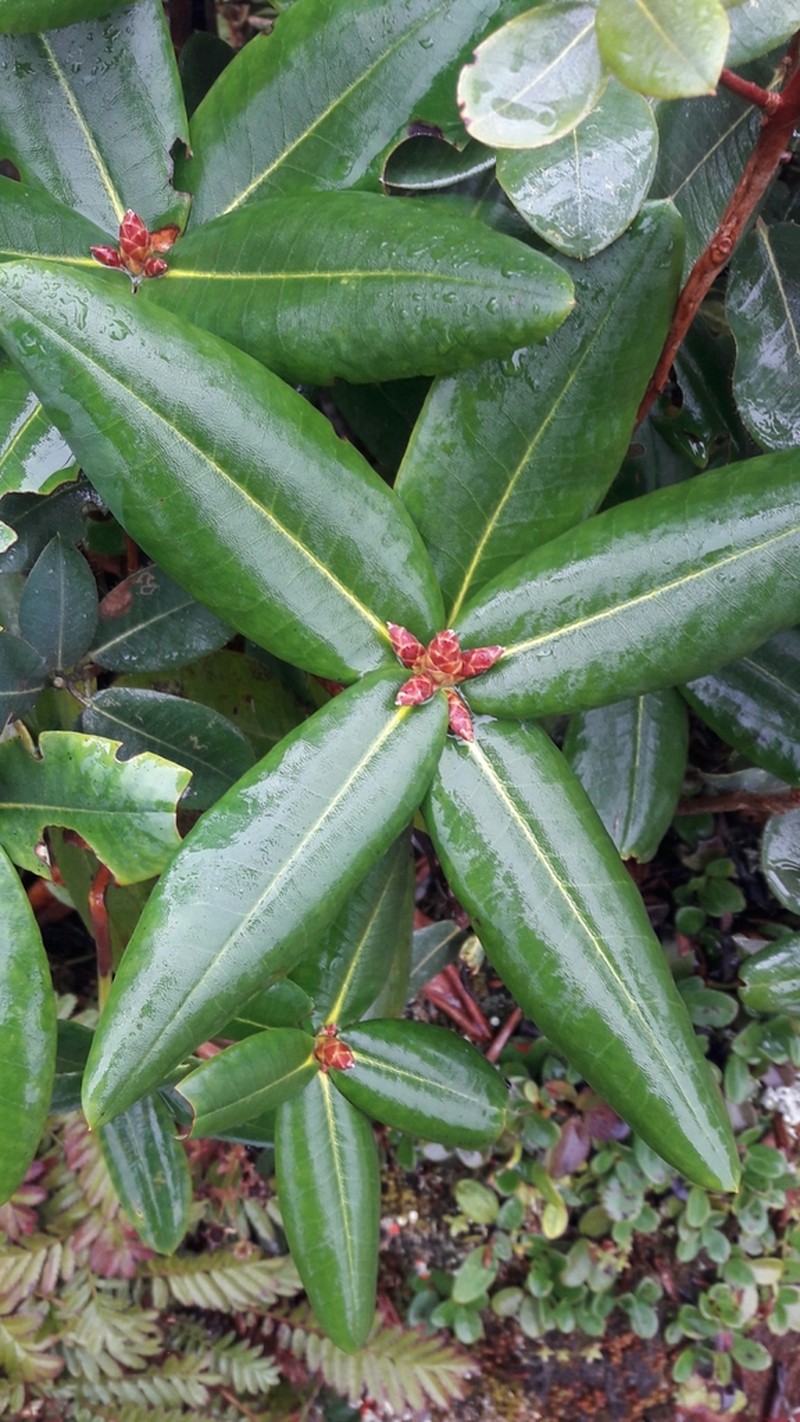 Rhododendron succothii photo 3