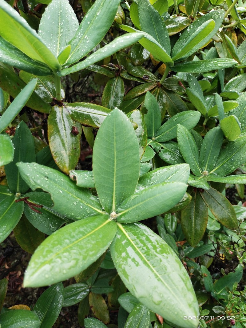 Rhododendron succothii photo 5