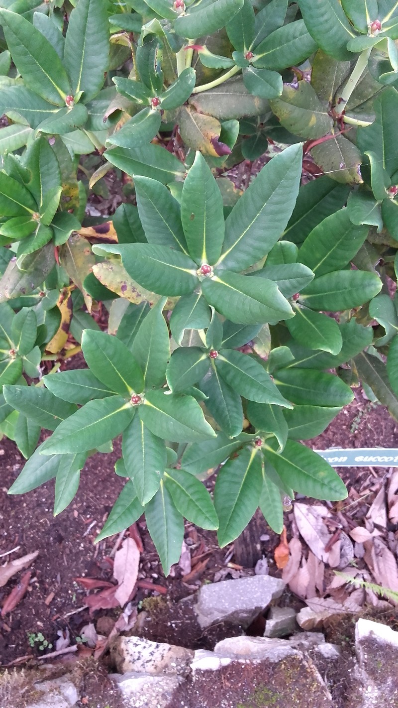 Rhododendron succothii photo 6