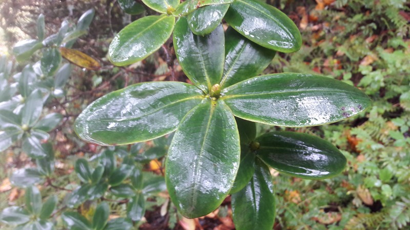 Rhododendron succothii photo 7