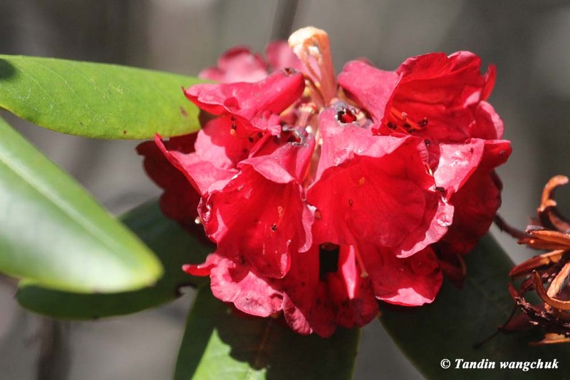 Rhododendron succothii photo 8