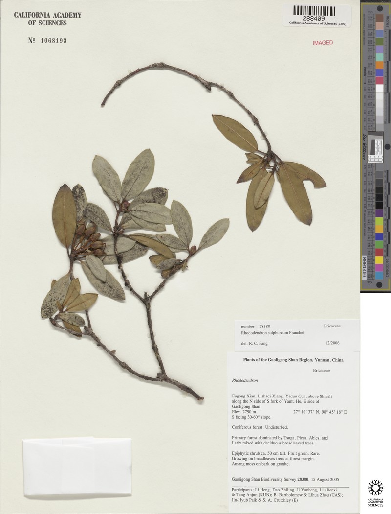 Rhododendron sulfureum