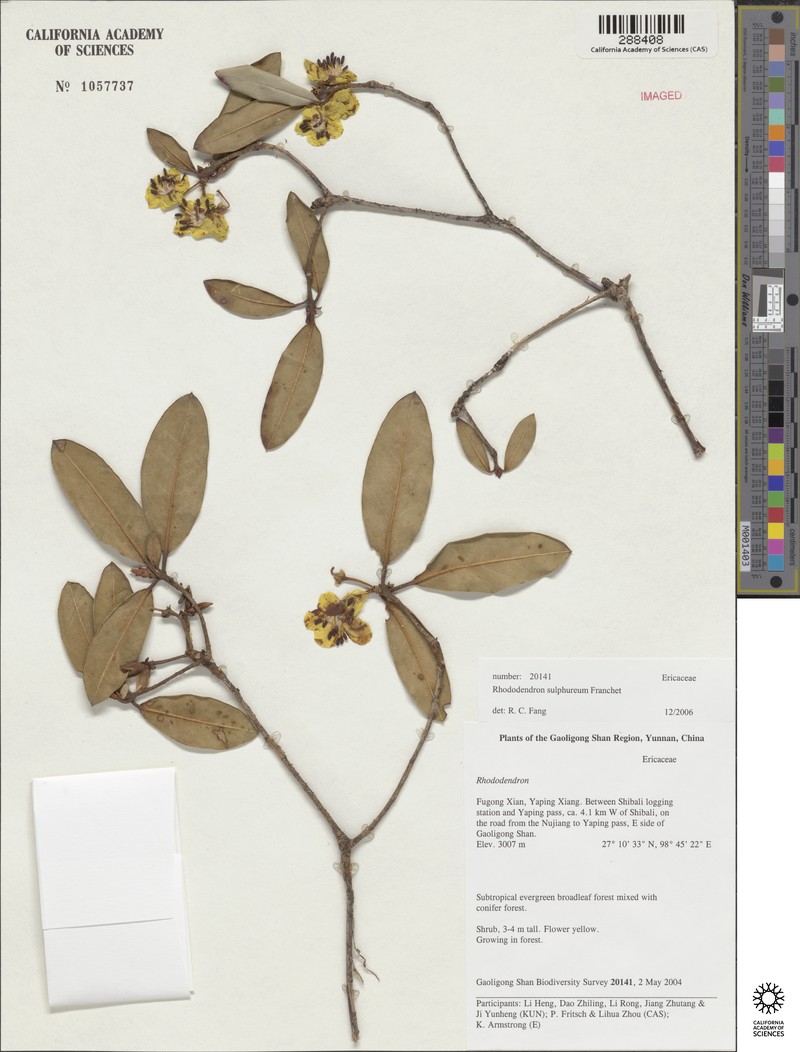 Rhododendron sulfureum photo 2