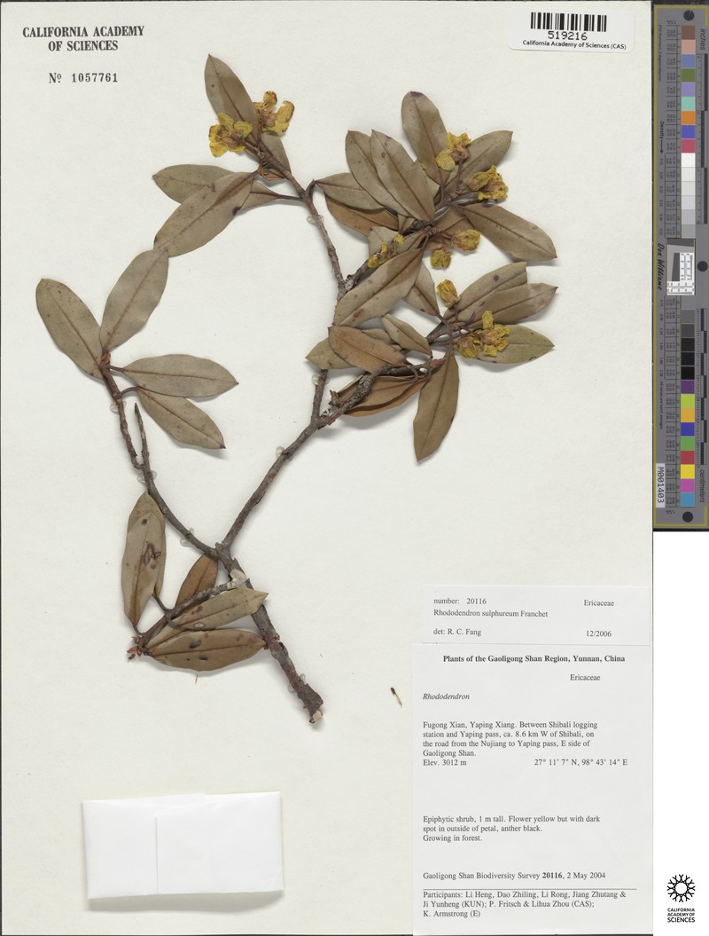 Rhododendron sulfureum photo 3
