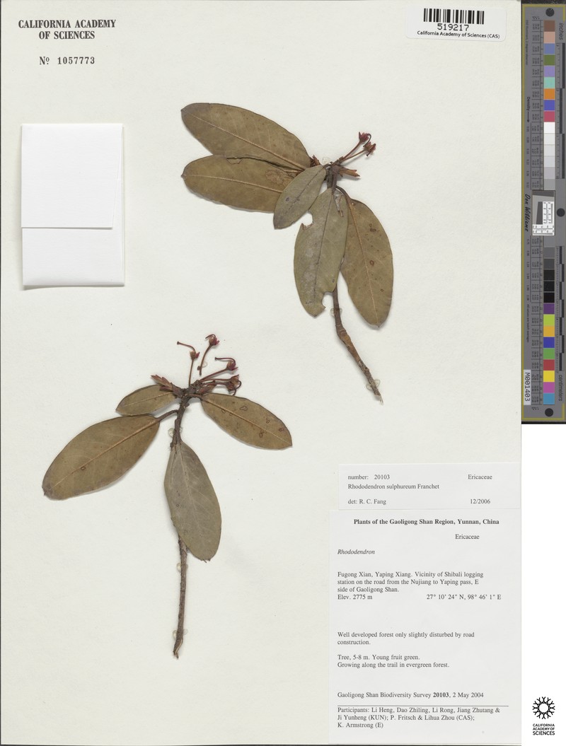 Rhododendron sulfureum photo 4