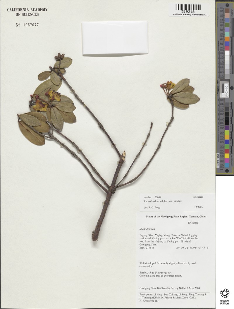 Rhododendron sulfureum photo 5