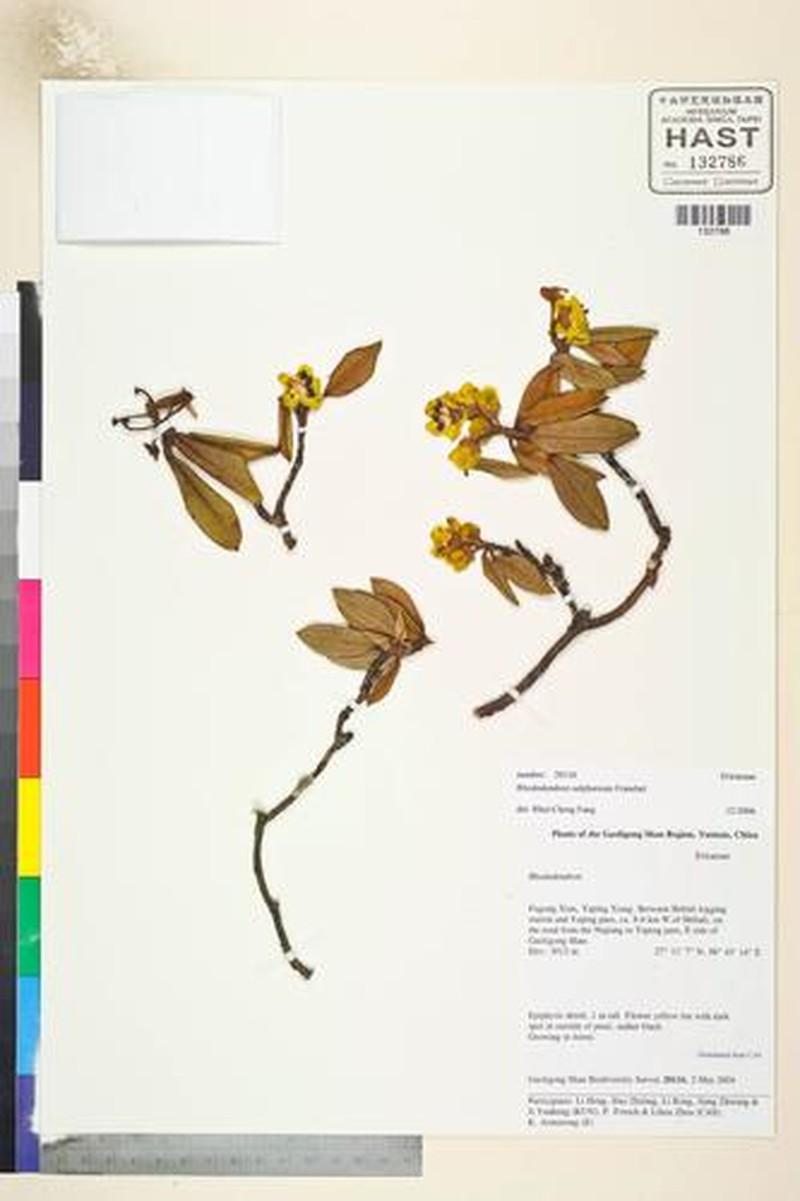 Rhododendron sulfureum photo 6