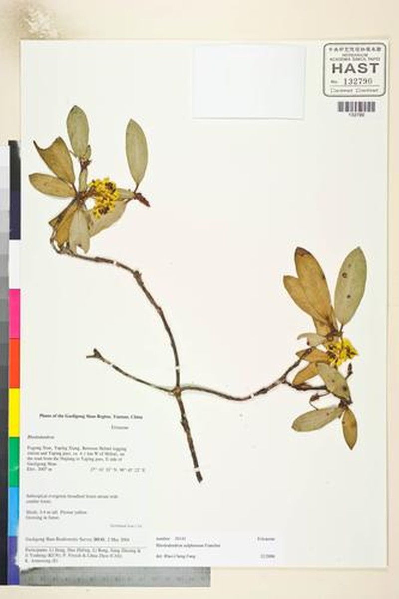Rhododendron sulfureum photo 7