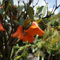 Rhododendron sumatranum