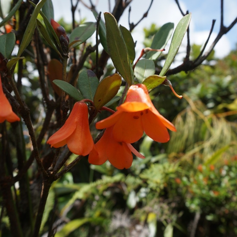 Rhododendron sumatranum photo 2
