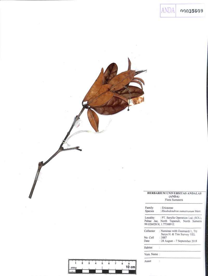 Rhododendron sumatranum photo 3