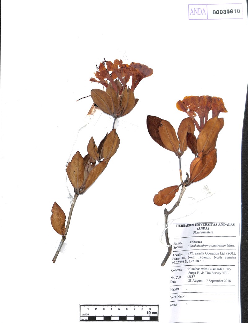Rhododendron sumatranum photo 4