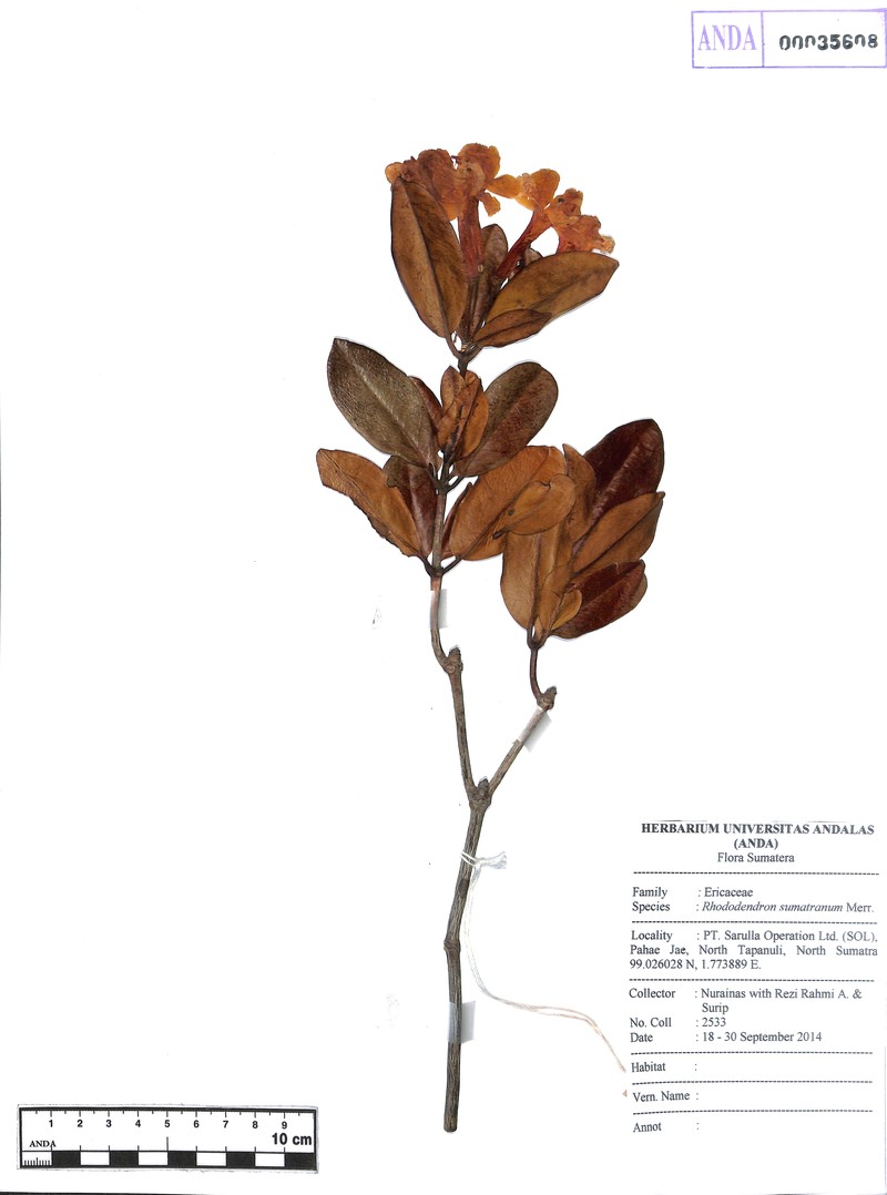 Rhododendron sumatranum photo 5