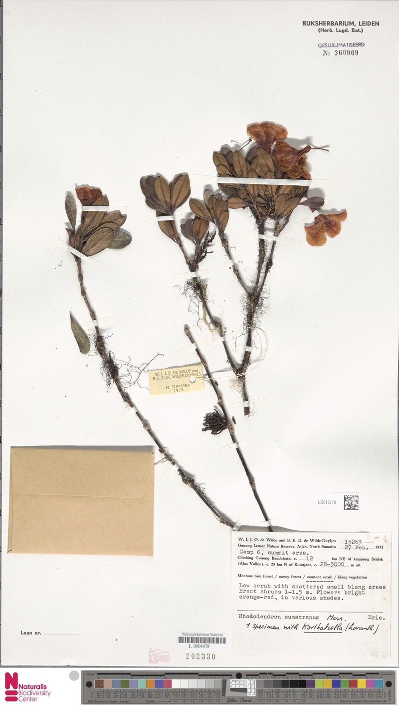 Rhododendron sumatranum photo 6