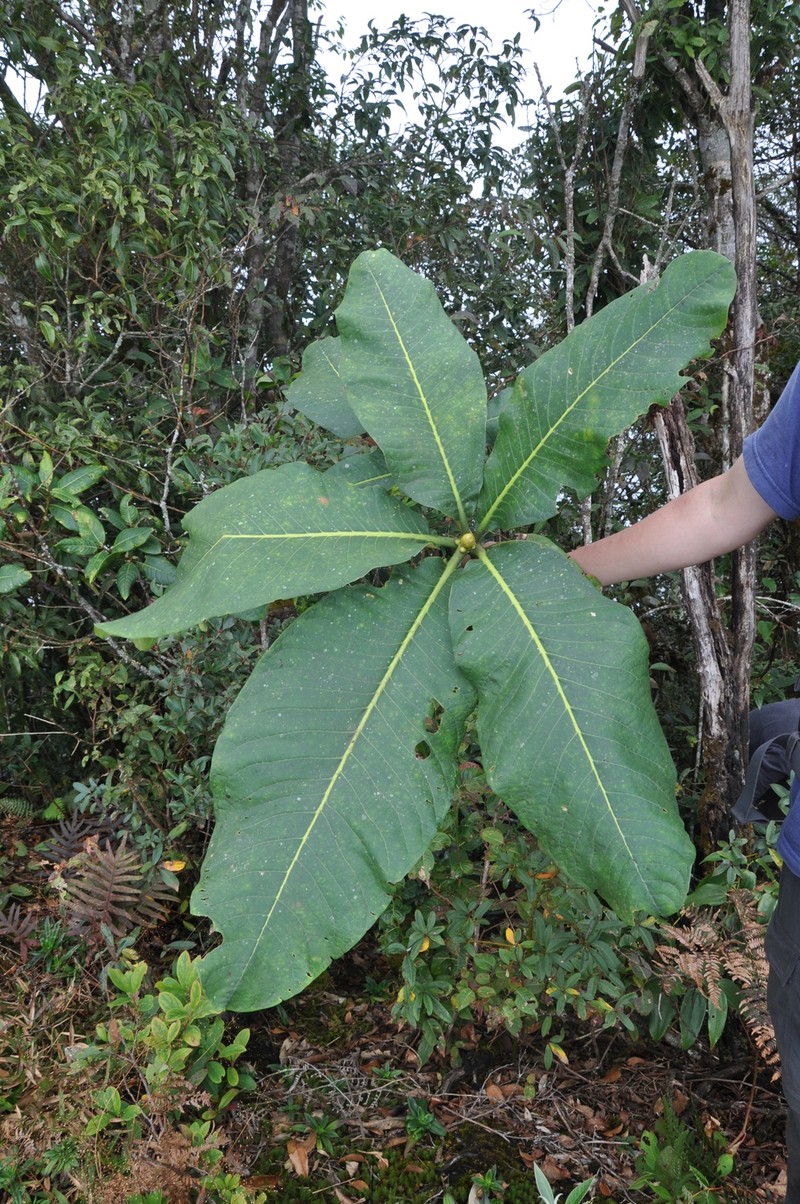 Rhododendron suoilenhense