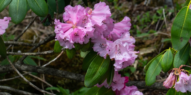 Rhododendron sutchuenense