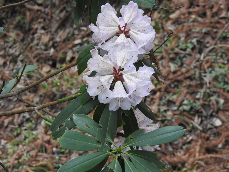 Rhododendron sutchuenense photo 2