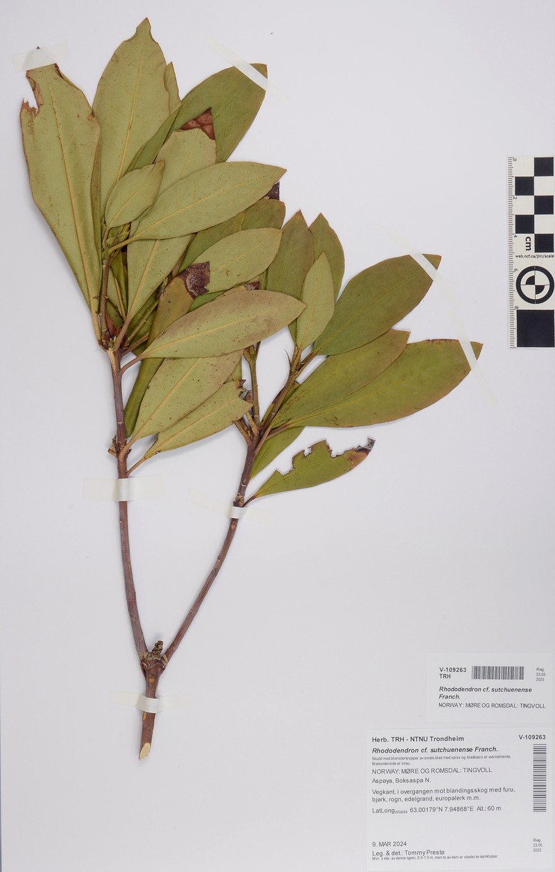 Rhododendron sutchuenense photo 4