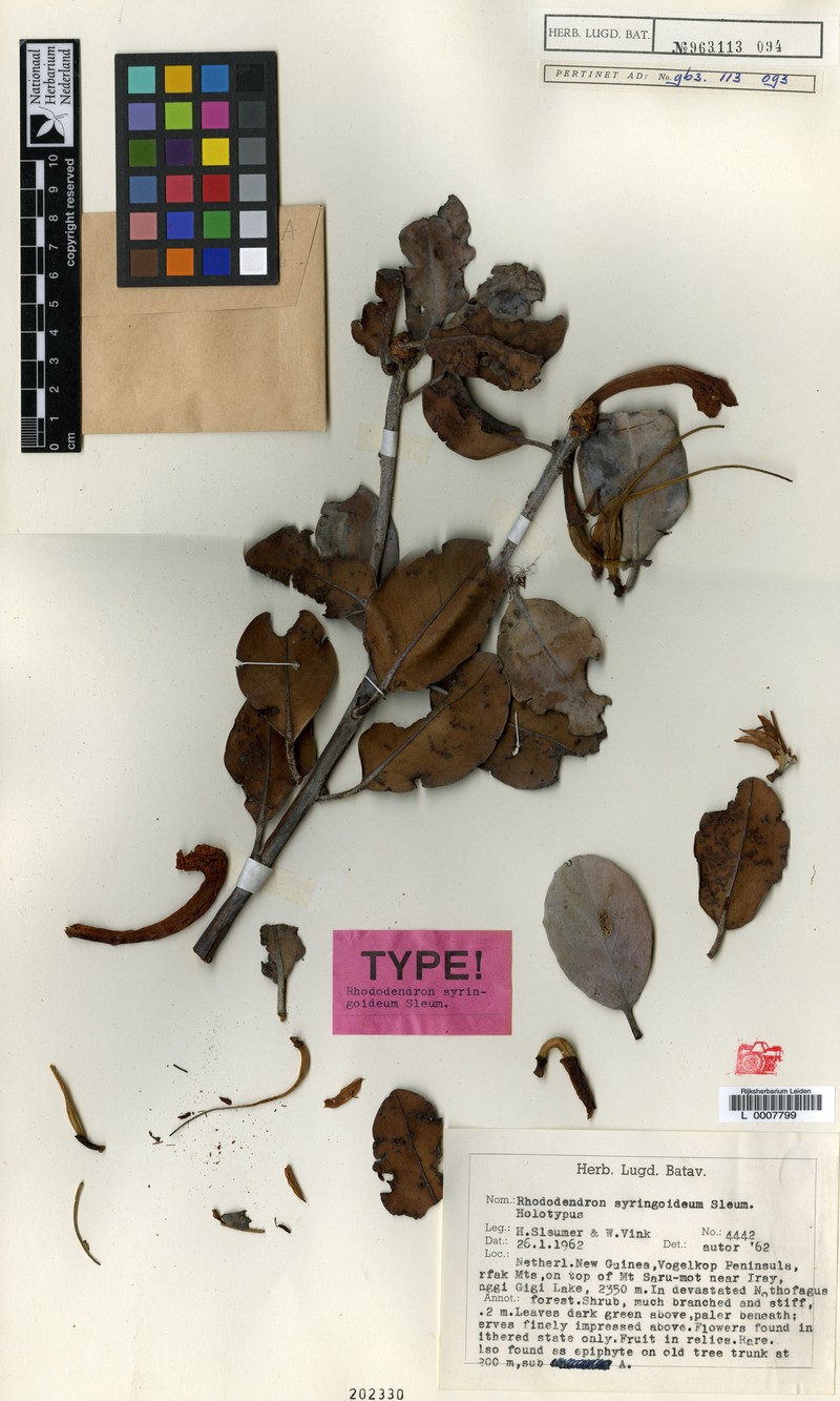Rhododendron syringoideum