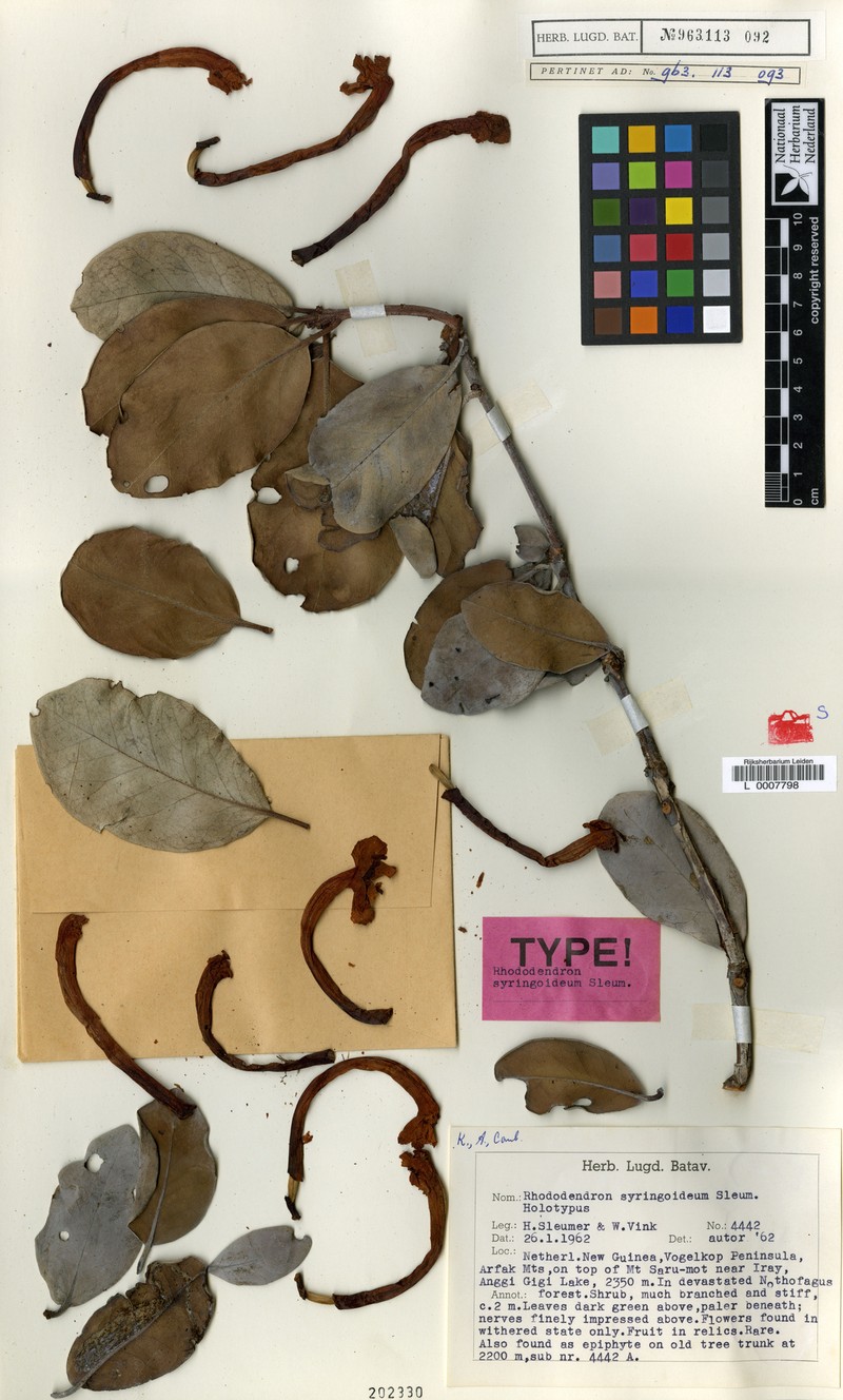 Rhododendron syringoideum photo 2