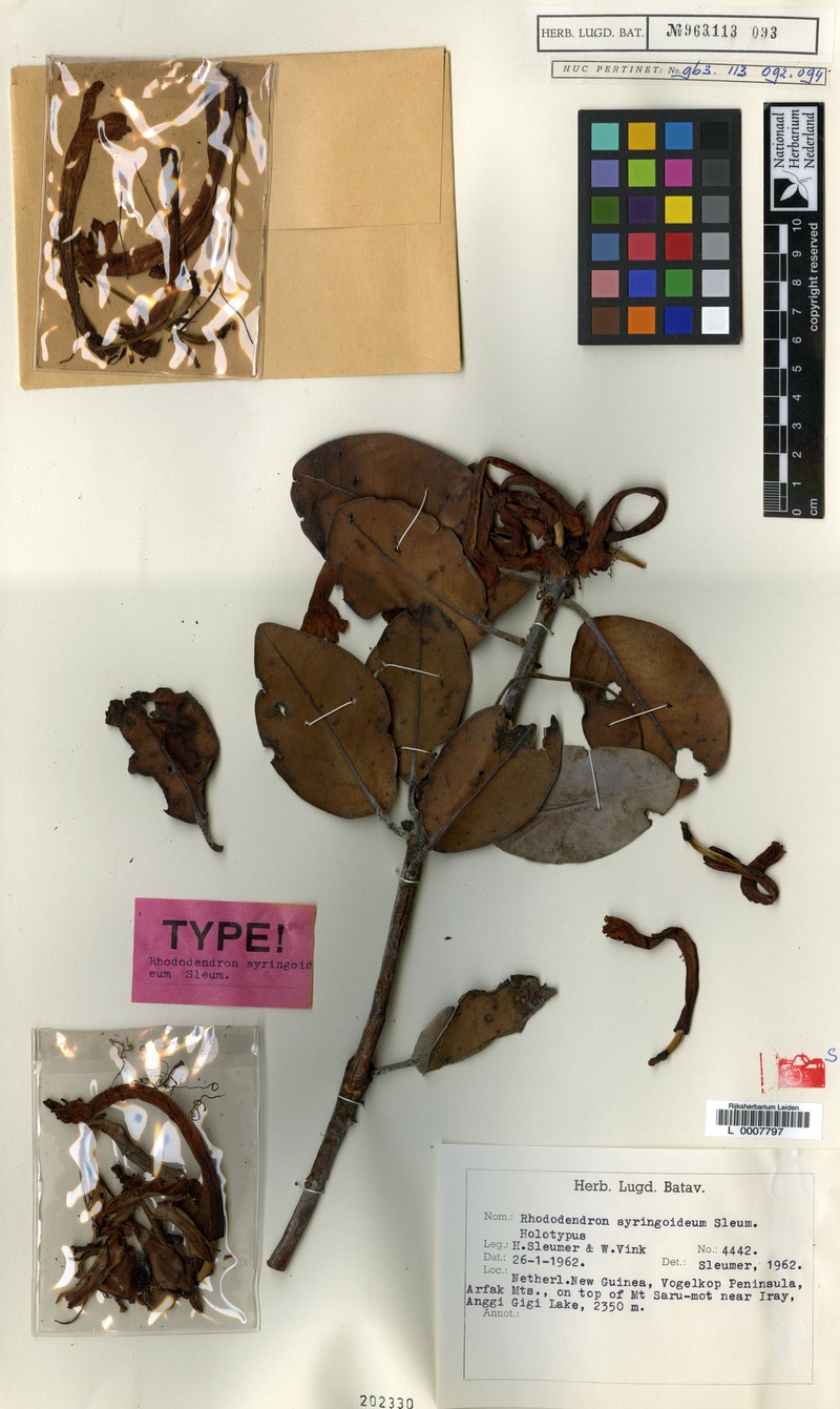 Rhododendron syringoideum photo 3