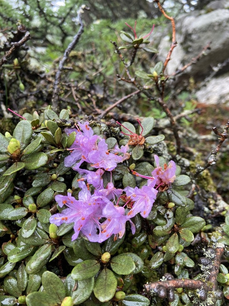 Rhododendron taibaiense