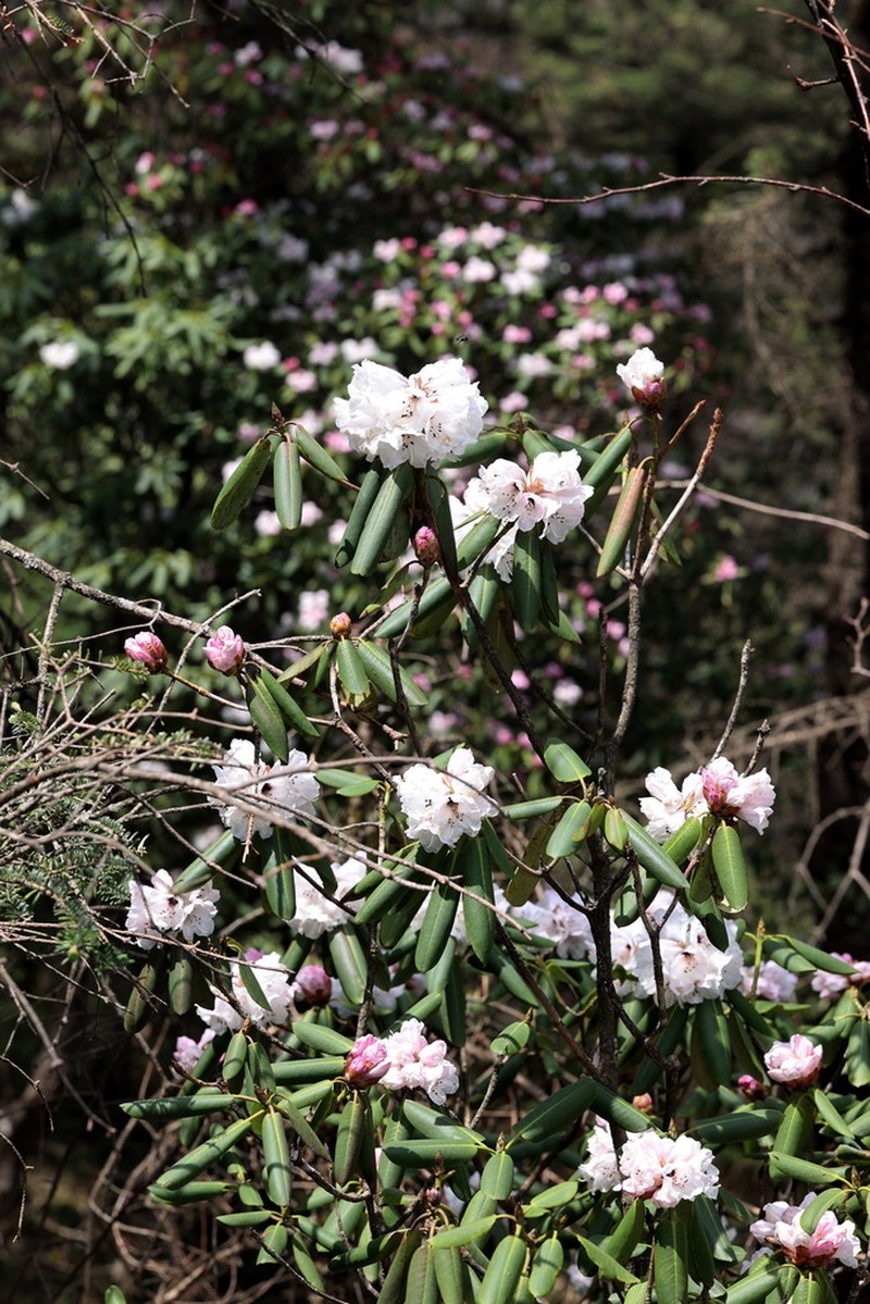 Rhododendron taibaiense photo 3